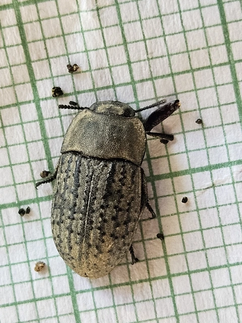 Opatrum sabulosum - sároshátú gyászbogár
