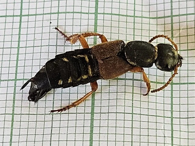 Staphylinus caesareus - aranysujtásos holyva