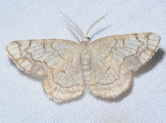 Stegania dilectaria - fehérnyár-araszoló