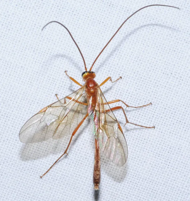 Ophion