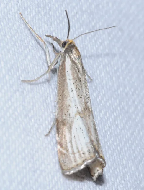 Thisanotia chrysonuchella - tavaszi fűgyökérmoly