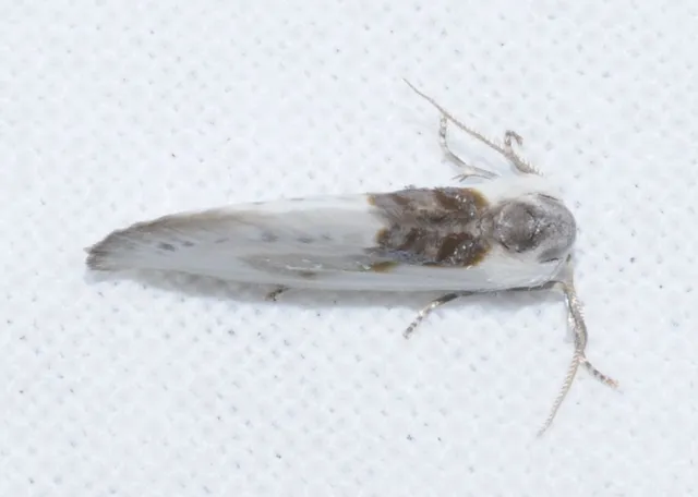 Cilix glaucata - törpe sarlósszövő