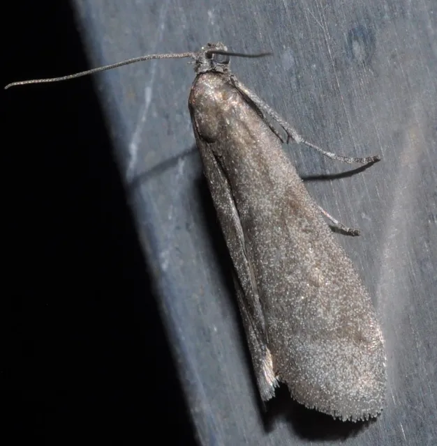 Episcythrastis tetricella - tavaszi karcsúmoly