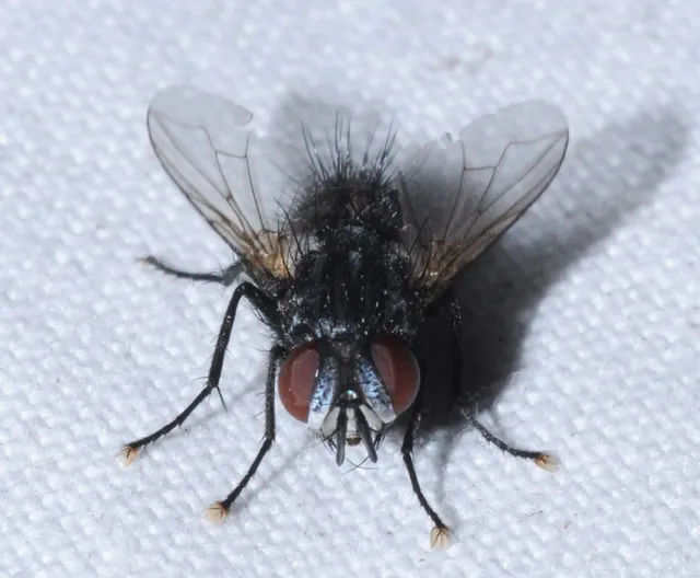 Tachinidae - fürkészlegyek