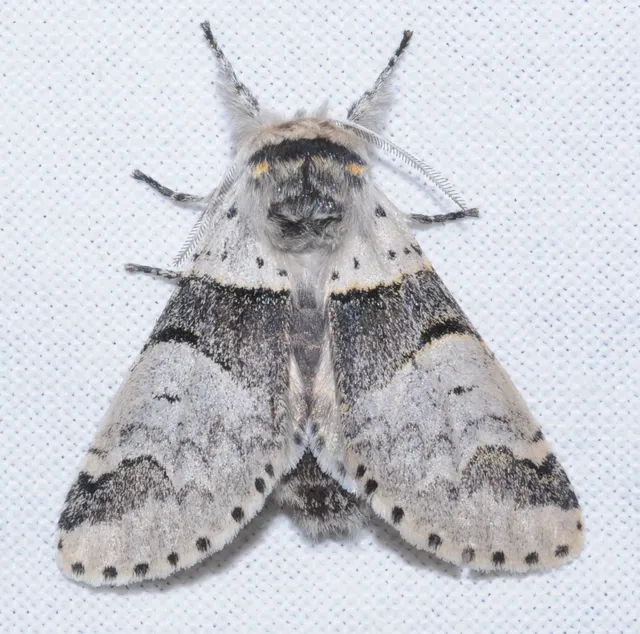 Furcula bifida - kis púposszövő