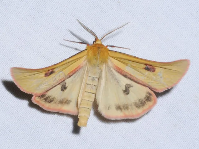 Diacrisia sannio - vörösszélű medvelepke