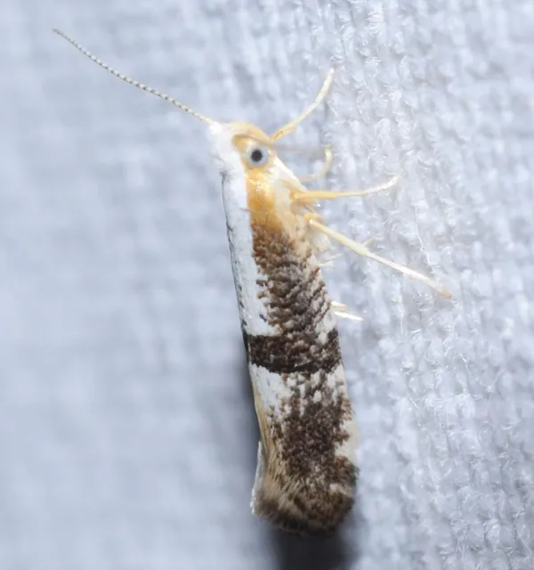 Argyresthia