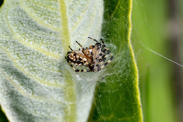 Aculepeira