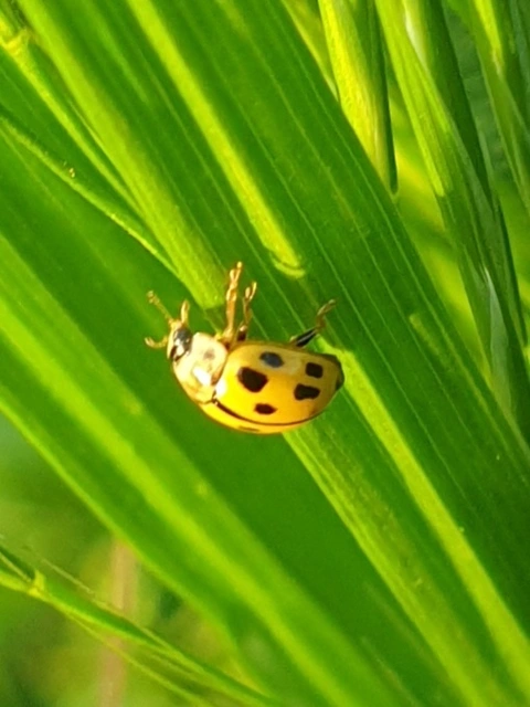 Propylea quatuordecimpunctata - tizennégypettyes füsskata