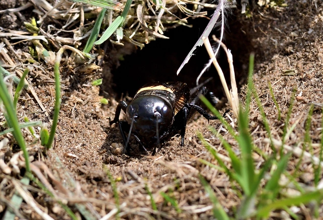 Gryllus campestris - mezei tücsök
