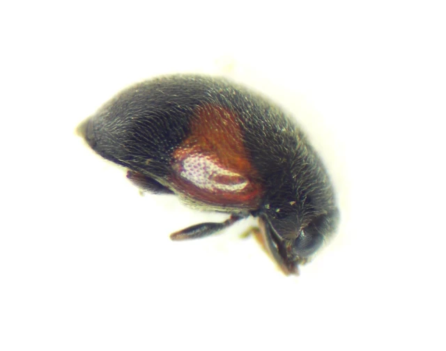 Scymninae