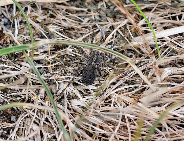 Pardosa