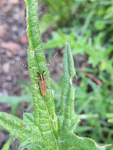 Agapanthia villosoviridescens - fehérgyűrűs bogáncscincér