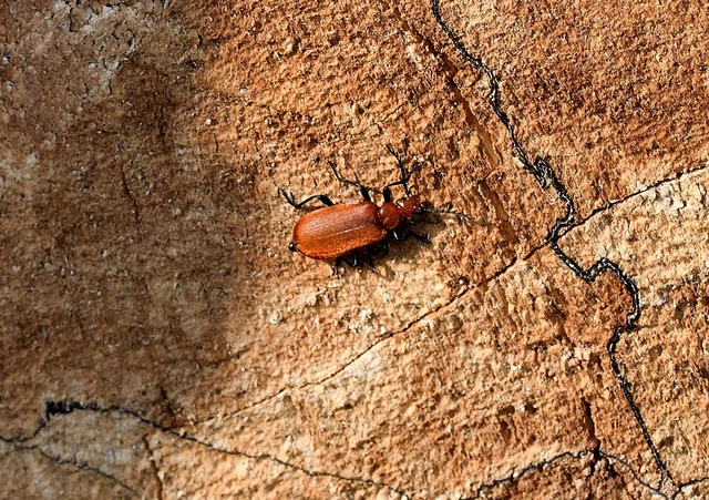 Pyrochroa serraticornis - közép-bíborbogár