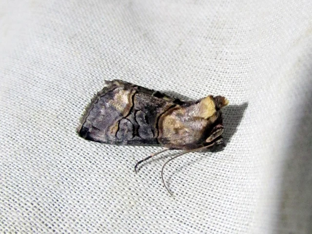 Abrostola asclepiadis - barnaövű csalánbagoly