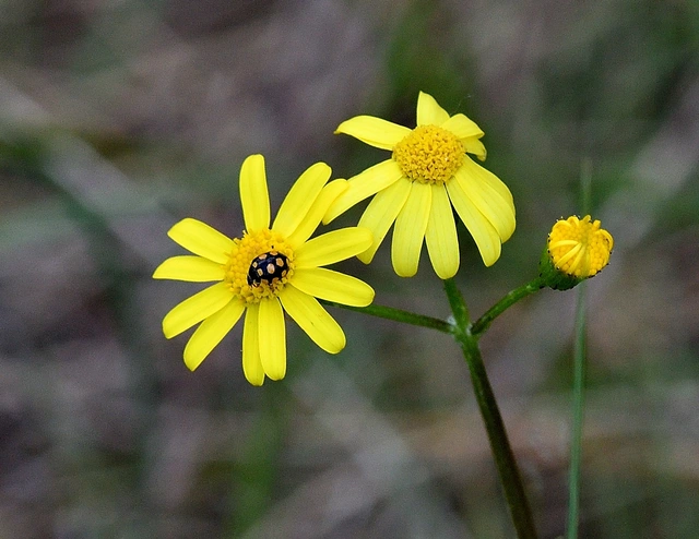 Coccinula quatuordecimpustulata - feketesárga katóka