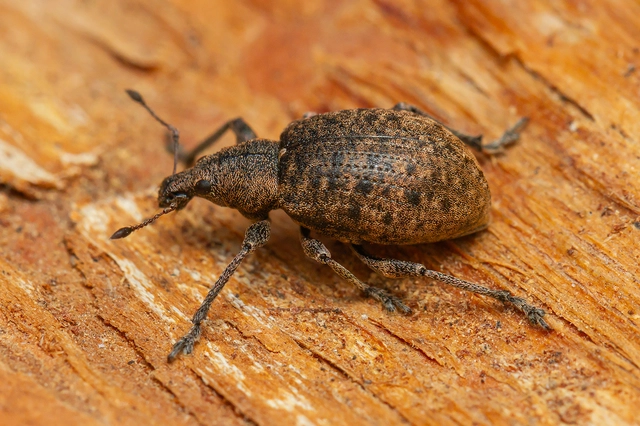 Liophloeus tessulatus - kockás barabolyormányos