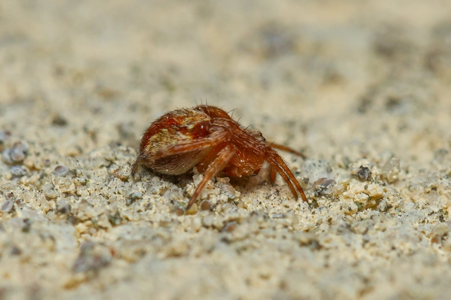 Araneus triguttatus/sturmi