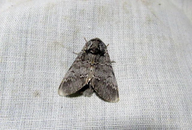 Drymonia ruficornis - cserfa-púposszövő