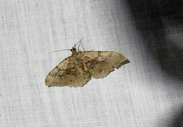 Hydria cervinalis - őzbarna araszoló