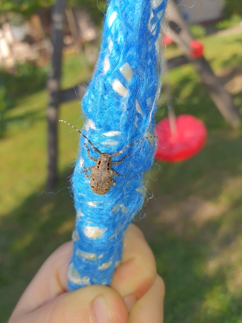 Mesosa curculionoides - szemfoltos cincér Mesosa curculionoides - szemfoltos cincér
