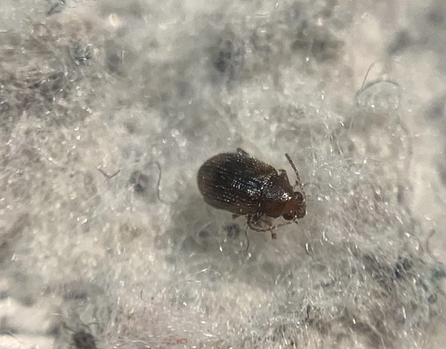 Epitrix hirtipennis - dohány-földibolha