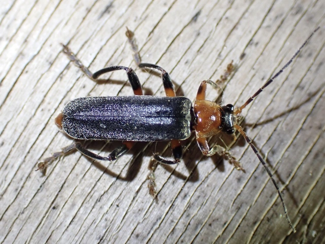 Cantharis livida - mezei lágybogár