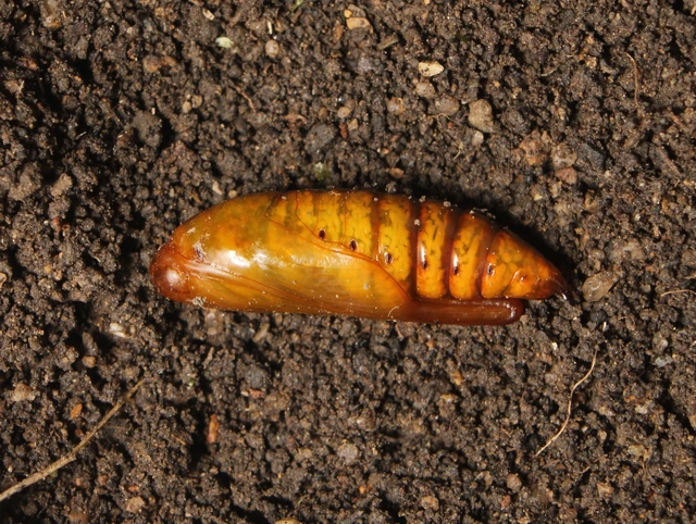 Cucullia xeranthemi - vasvirág-csuklyásbagoly