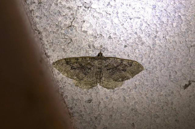 Hydria cervinalis - őzbarna araszoló
