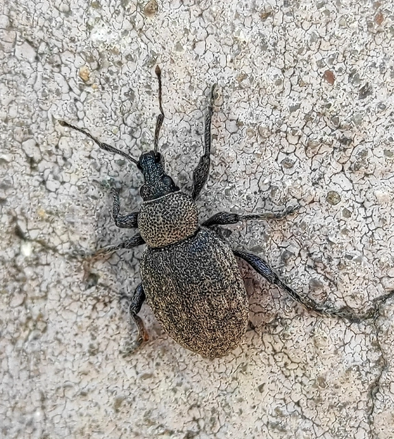 Otiorhynchus ligustici - vincellér-gyalogormányos