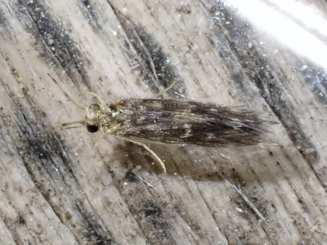 Hydroptilidae