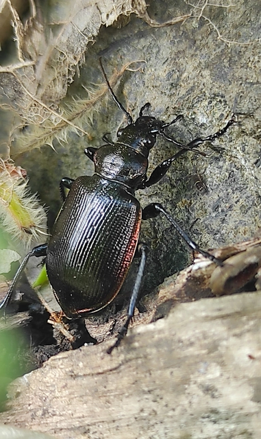 Calosoma inquisitor - kis bábrabló