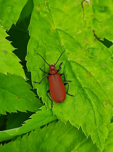 Pyrochroa serraticornis - közép-bíborbogár