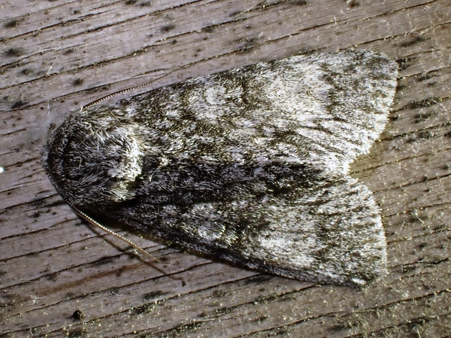 Acronicta megacephala - nagyfejű szigonyosbagoly