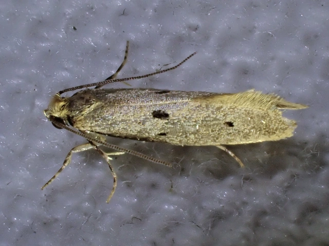 Tinea trinotella - hárompettyes fészekmoly