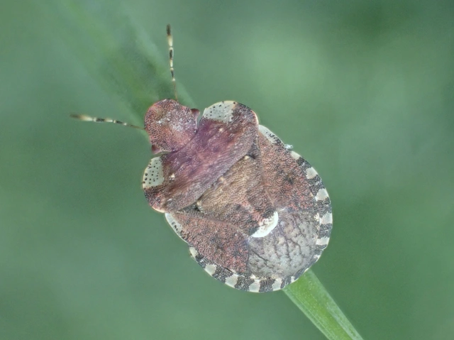 Dyroderes umbraculatus Dyroderes umbraculatus