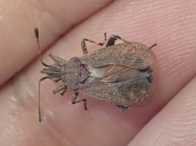 Ceraleptus gracilicornis - tüskéslábú karimáspoloska