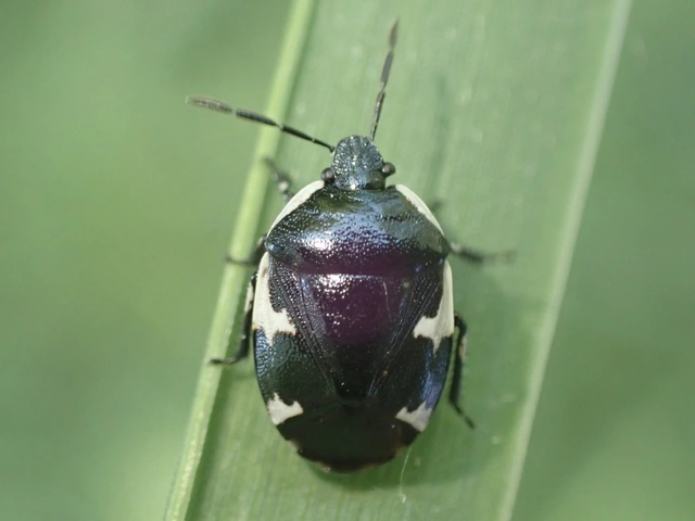 Tritomegas sexmaculatus - hatfoltos földipoloska
