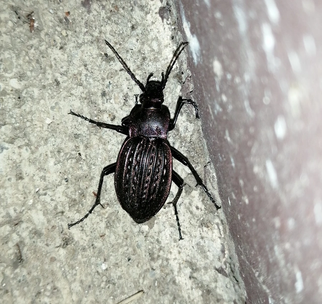Carabus cancellatus - ragyás futrinka