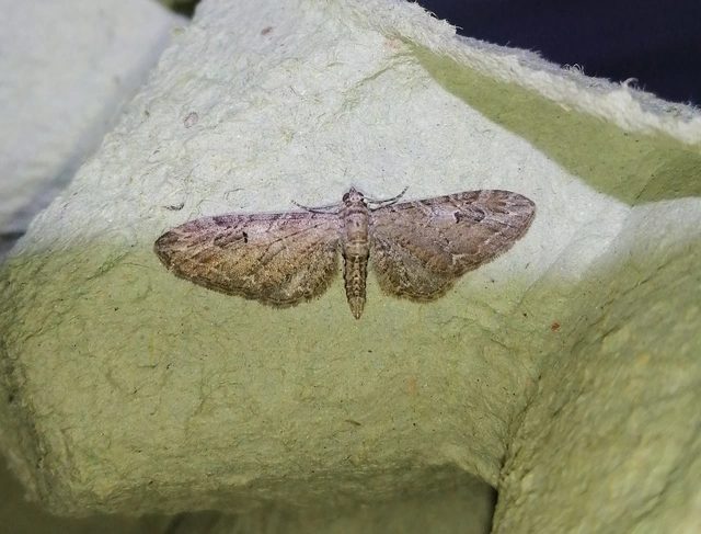 Eupithecia ochridata - mezeiüröm-törpearaszoló