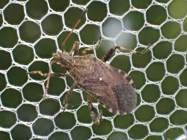 Ceraleptus gracilicornis - tüskéslábú karimáspoloska