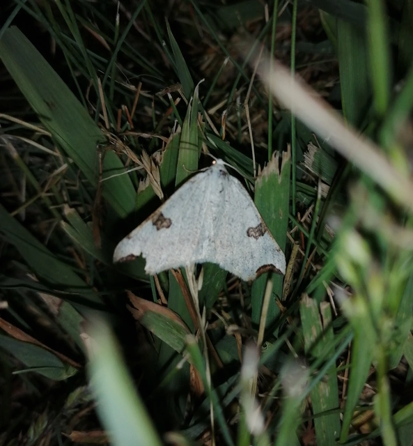Eilicrinia cordiaria - fehér fűzfaaraszoló