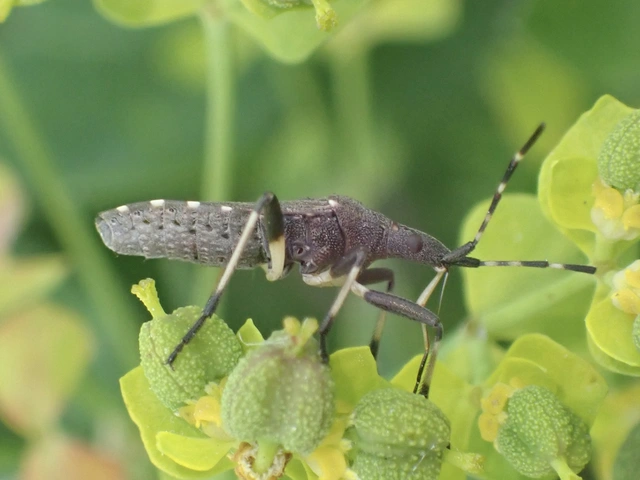 Dicranocephalus