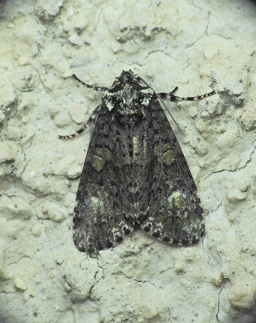 Craniophora ligustri - fagyalbagoly