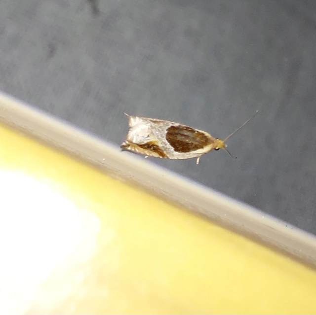 Ancylis