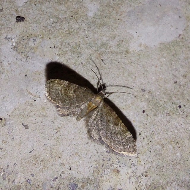 Eupithecia haworthiata - rozsdástestű törpearaszoló