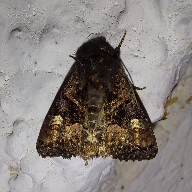 Euplexia lucipara - szeder-csipkésbagoly