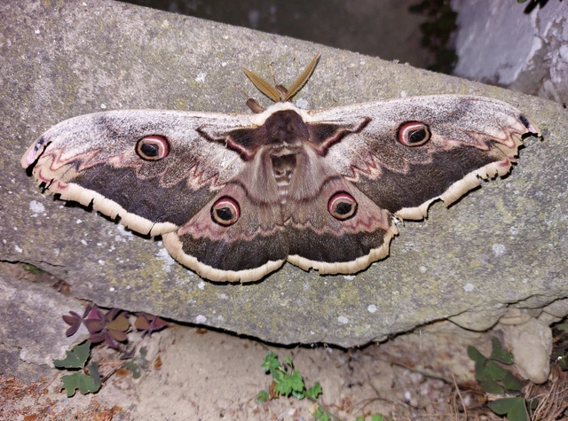 Saturnia pyri - nagy pávaszem