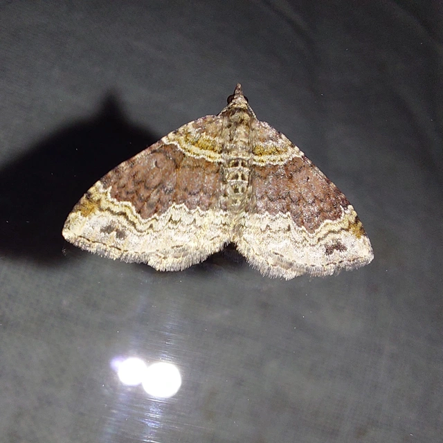 Xanthorhoe ferrugata - kerti tarkaaraszoló