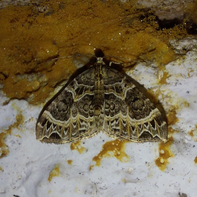 Ecliptopera silaceata - barna tarkaaraszoló